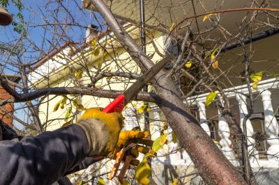 Contact About Magnolia Tree Pruning
