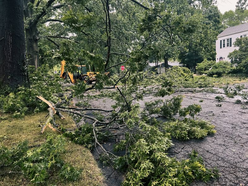 Large Tree Being Cleared
