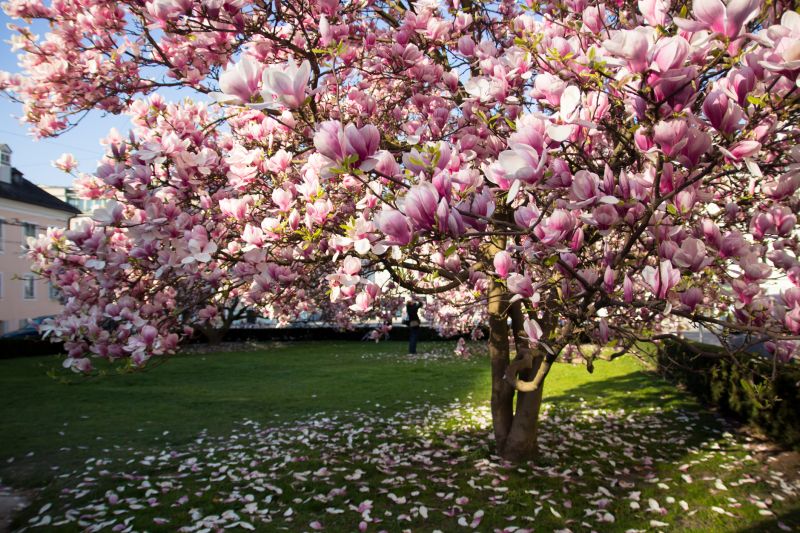 Magnolia Pruning in Early Spring