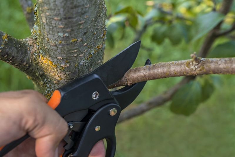 Winter Magnolia Pruning