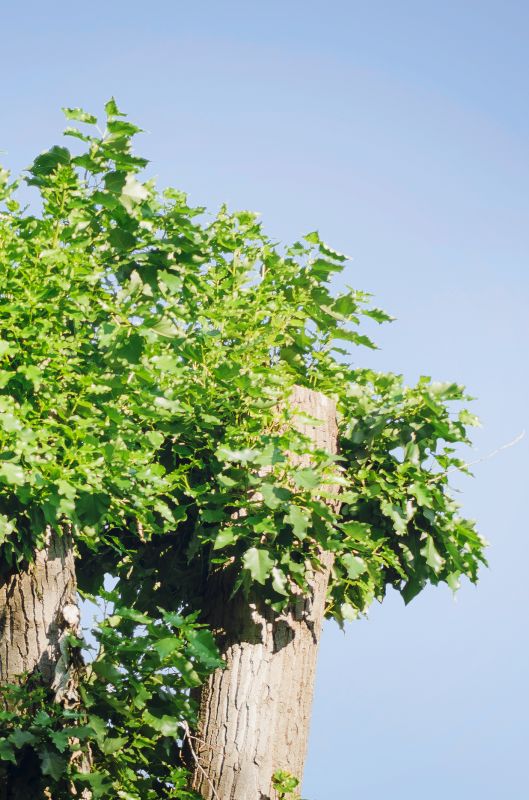 Material Picks that Last