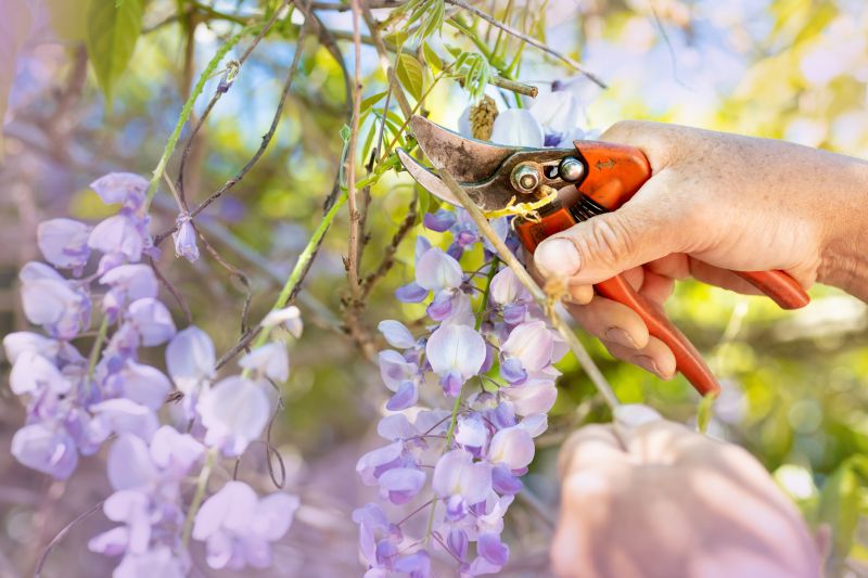 Magnolia Pruning Tools