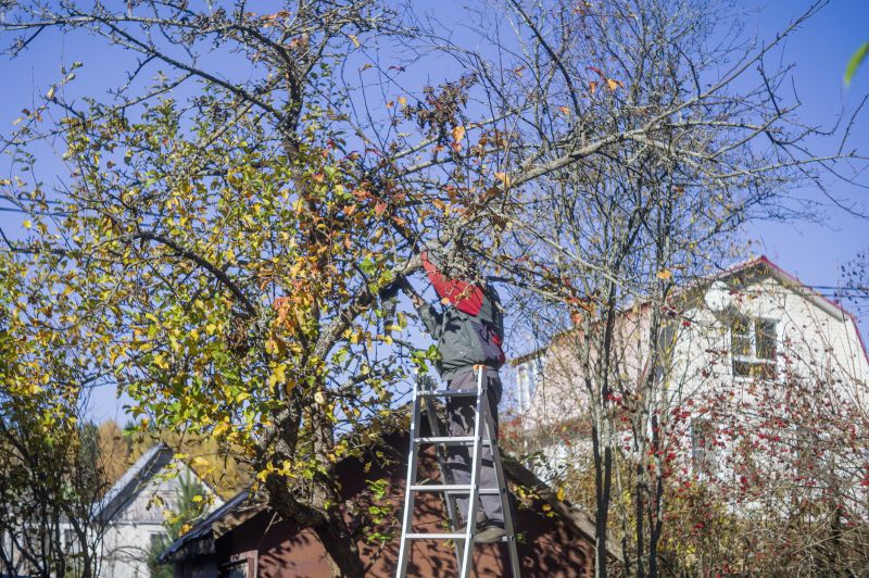 The Importance Of Regular Tree Trimming For Property Safety