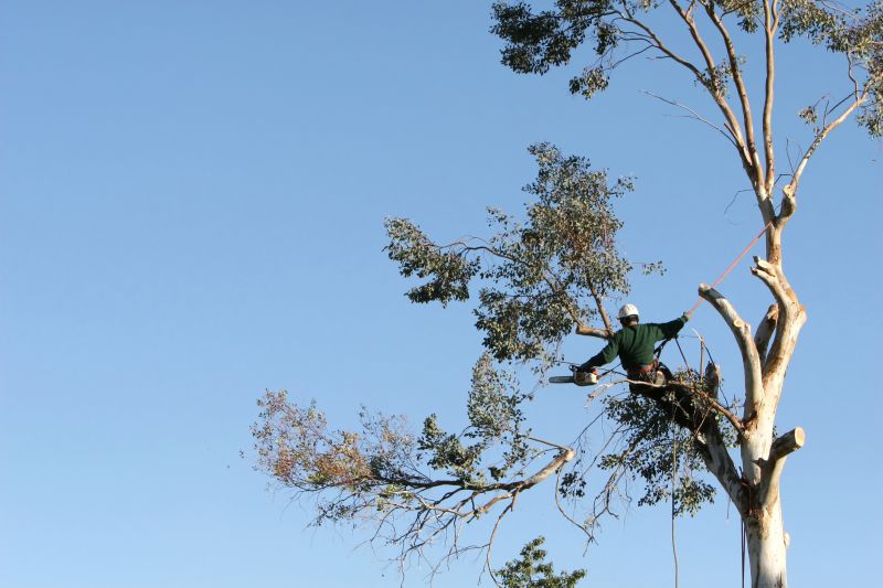 Arborist Performing Trimming