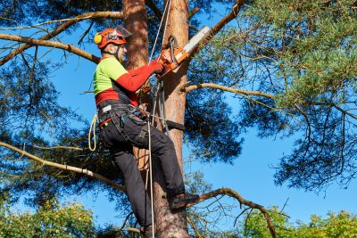 Tree Maintenance Advice