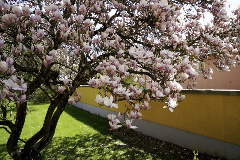 magnolia tree pruning