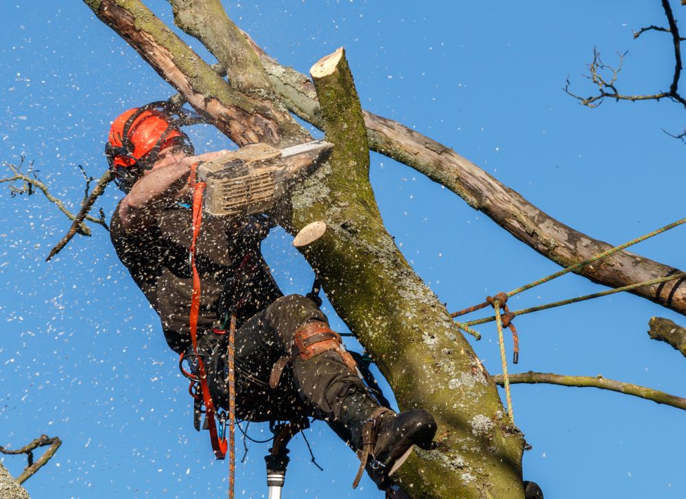 Grow your Magnolia Tree Pruning business